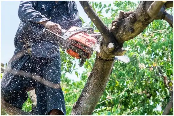 tree services Uvalde